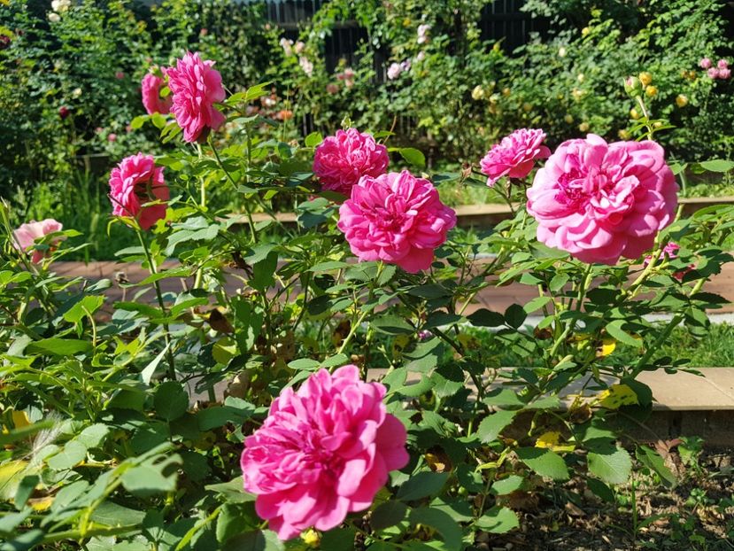 Sir John Betjeman - 2020_Roze_Gradina Rozelor