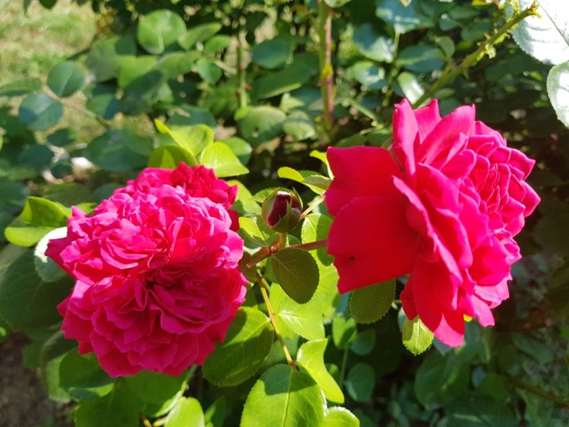 Red Leonardo - 2020_Roze_Gradina Rozelor