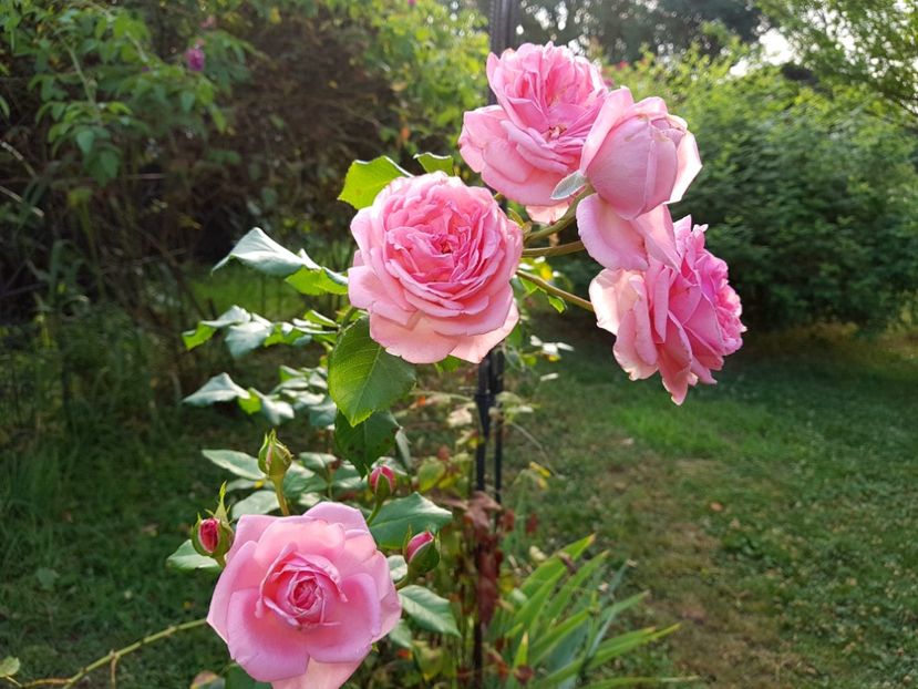 Coral Down - 2020_Roze_Gradina Rozelor