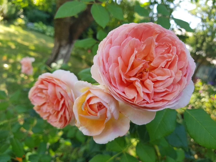 Abraham Darby - 2020_Roze_Gradina Rozelor