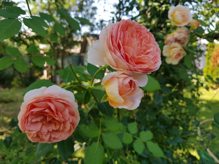 Abraham Darby - 2020_Roze_Gradina Rozelor