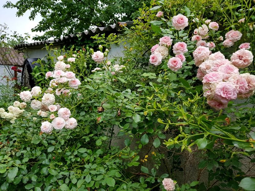 Larissa - 2020_Roze_Gradina Rozelor