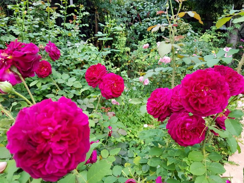 Munstead Wood - 2020_Roze_Gradina Rozelor