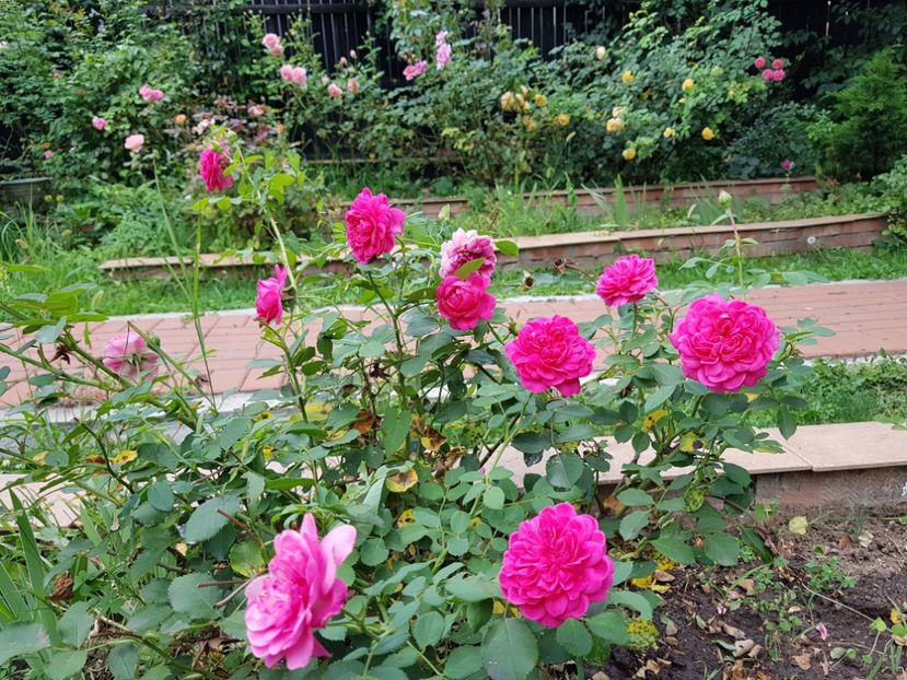 Sir John Betjeman - 2020_Roze_Gradina Rozelor