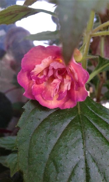  - colectia mea de achimenes 001 2020