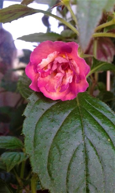  - colectia mea de achimenes 001 2020