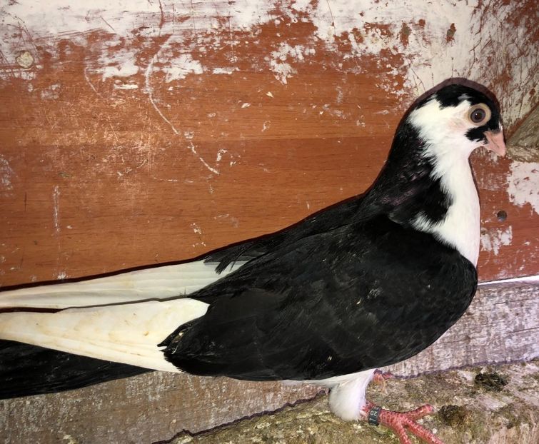 8755  femelă  2020 - Plecați ALBUM 3