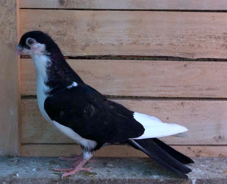 8727  mascul  2020 - Plecați ALBUM 3