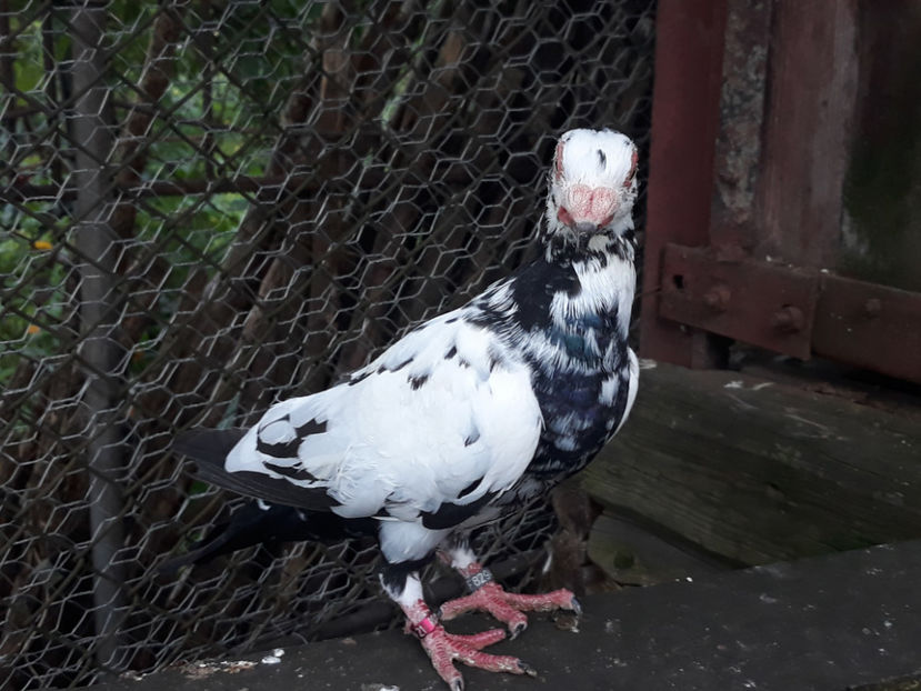 F - Indian german 2020