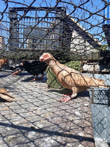 M - Indian german 2020