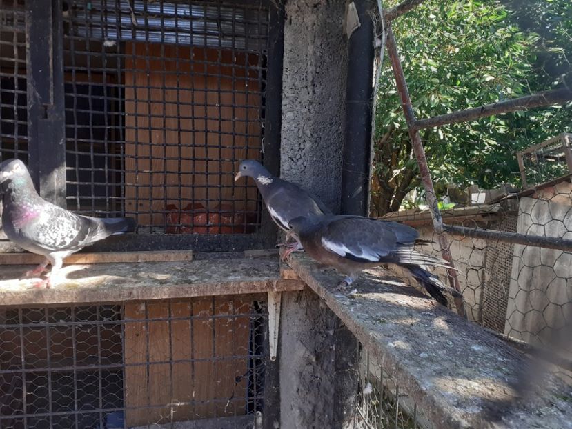  - Porumbei Salbatici