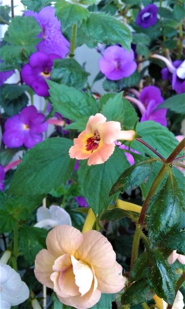  - 000013 ACHIMENES