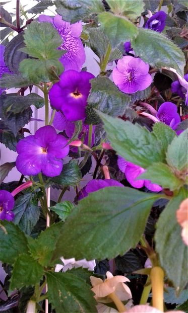  - 000013 ACHIMENES