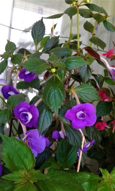  - 000013 ACHIMENES