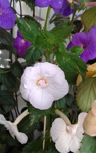  - 000013 ACHIMENES