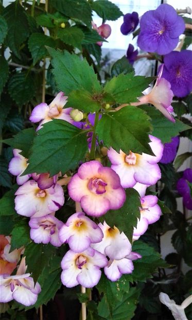  - 000013 ACHIMENES