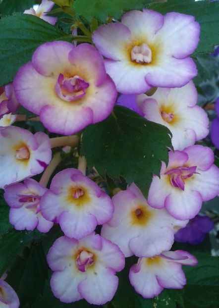  - 000013 ACHIMENES