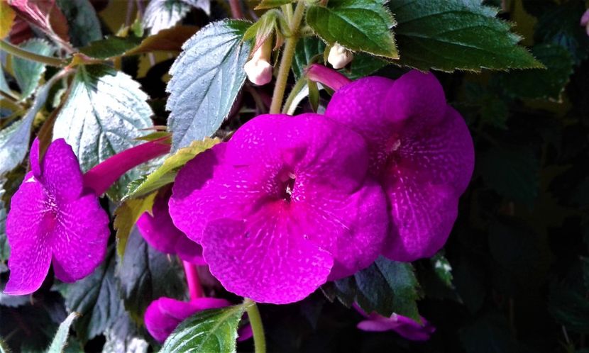 - 000014 ACHIMENES