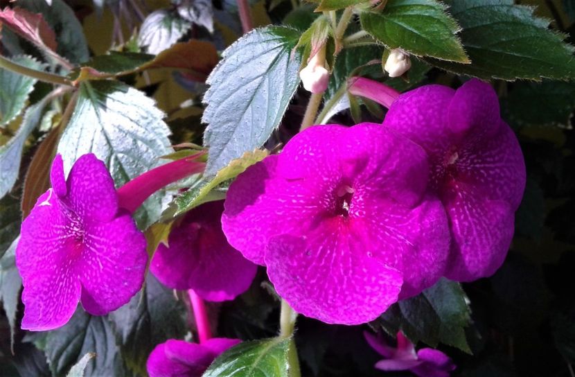  - 000014 ACHIMENES