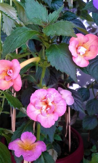  - 000014 ACHIMENES
