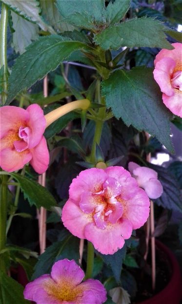  - 000014 ACHIMENES