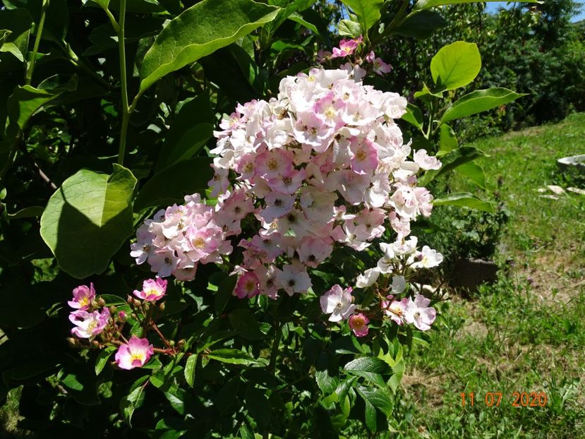 Ballerina - Trandafiri 3