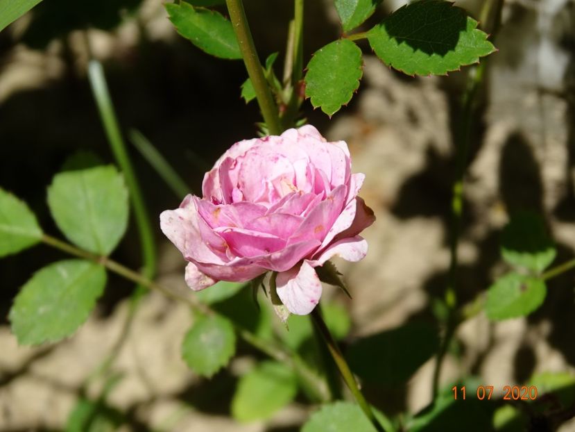 seedling - Trandafiri 3