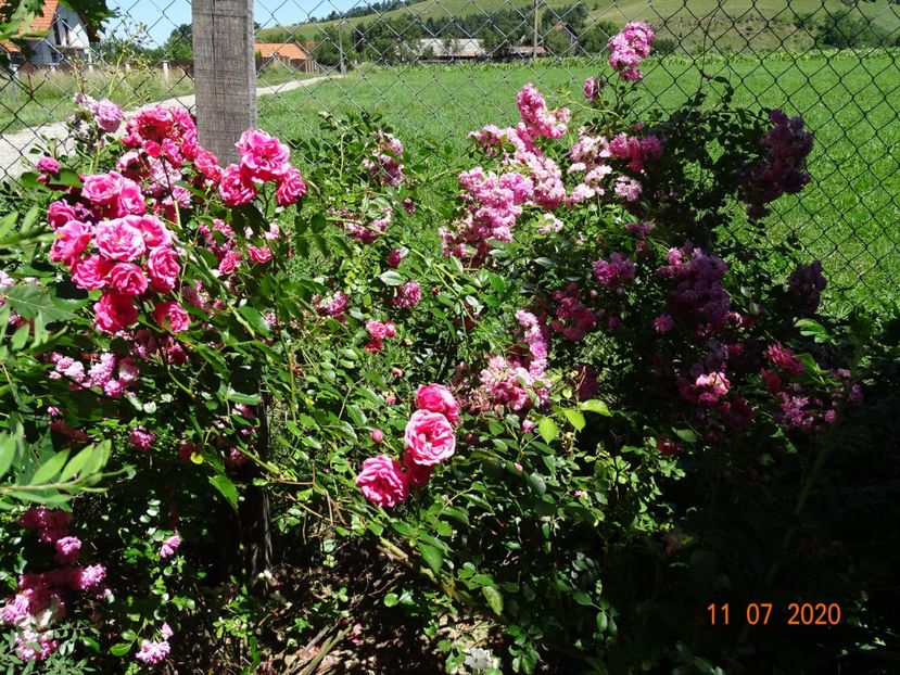  - Trandafiri 3