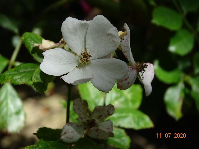 seedling - Trandafiri 3