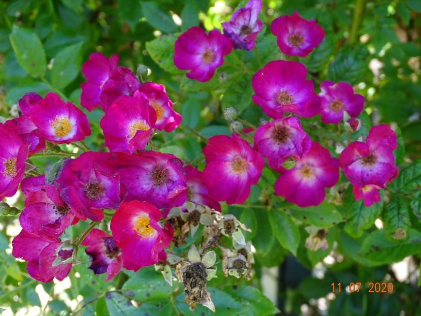 Rouge de Chine - Trandafiri 3