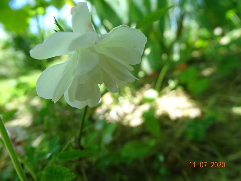 seedling - Trandafiri 3