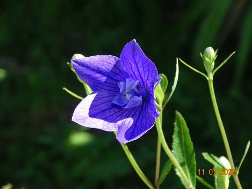  - Stancarie 2020 - inceputuri