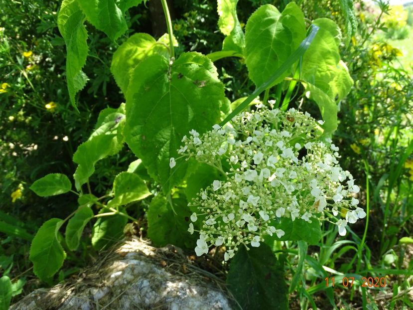 hydrangea arb. Golden Annabell - Dobarland 2020 4