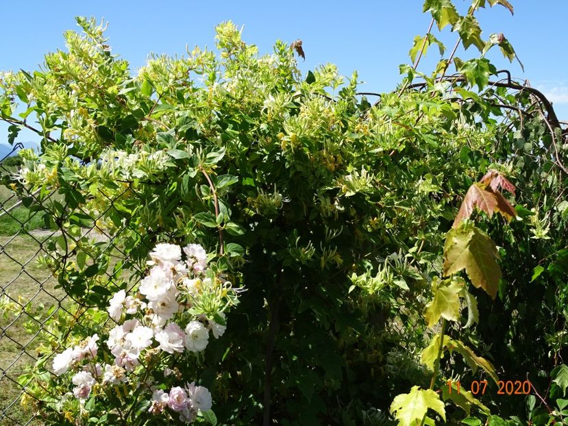 lonicera Mint Crisp - Dobarland 2020 5