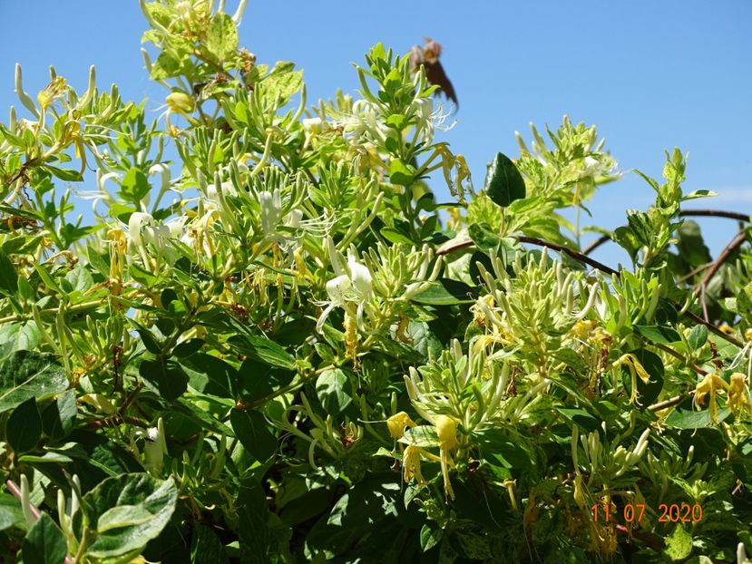 lonicera Mint Crisp - Dobarland 2020 5