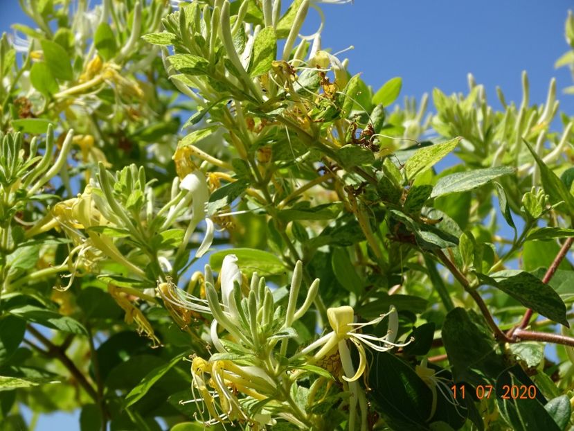 lonicera Mint Crisp - Dobarland 2020 5