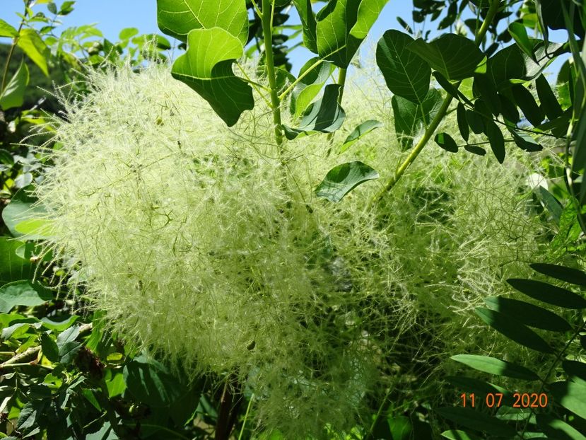 cotinus coggyria Kanari - Dobarland 2020 5