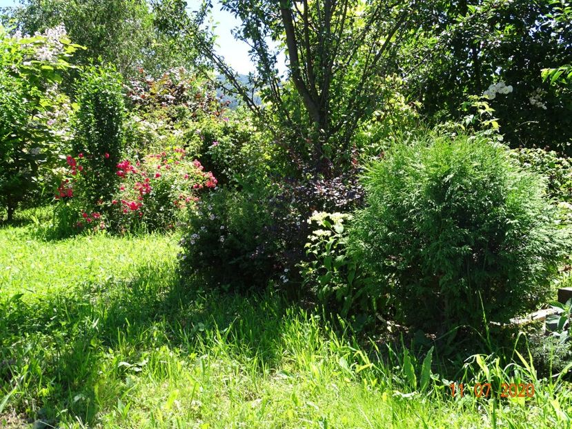 thuja Golden Globe - Dobarland 2020 5