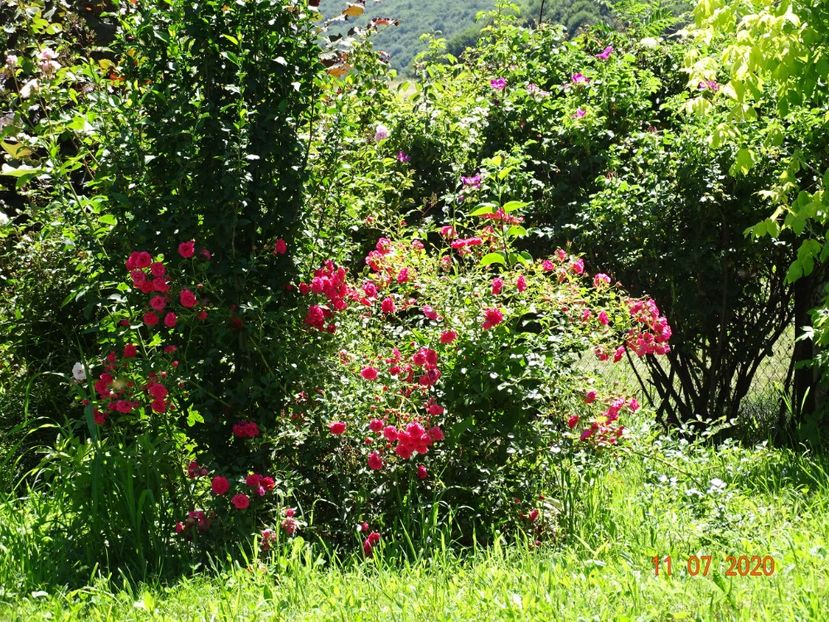 Rody - Dobarland 2020 5