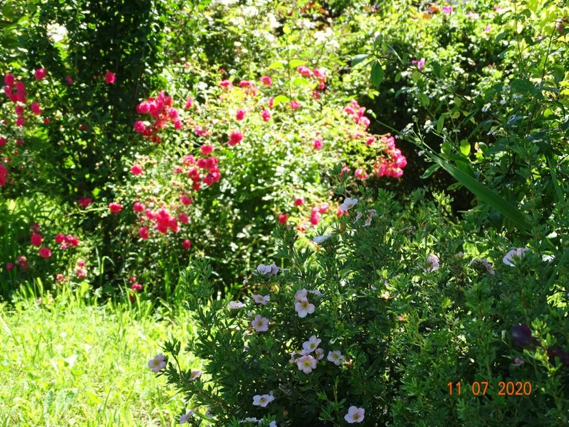 potentilla Lovely Pink, Rody - Dobarland 2020 5