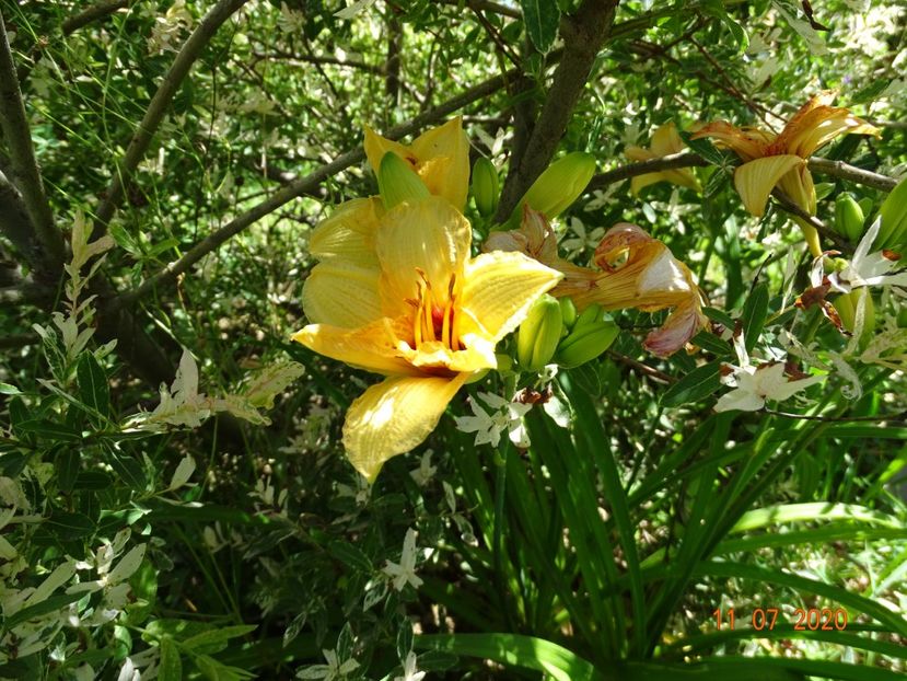 hemerocallis Little Tinkerbell - Dobarland 2020 5
