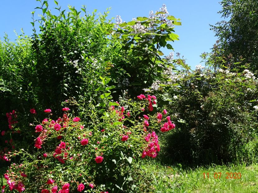 Rody - Dobarland 2020 5