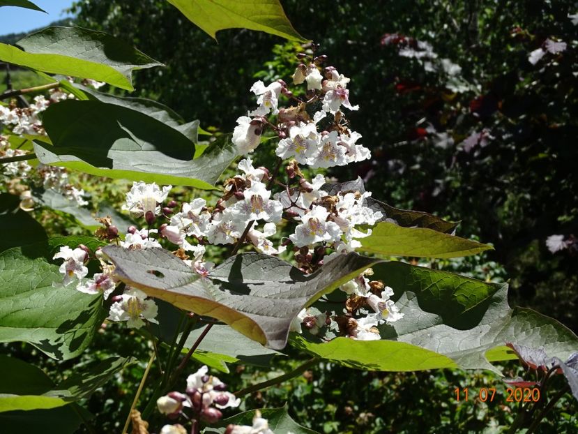 catalpa purpurea - Dobarland 2020 5