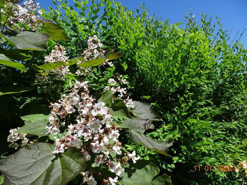 catalpa purpurea - Dobarland 2020 5