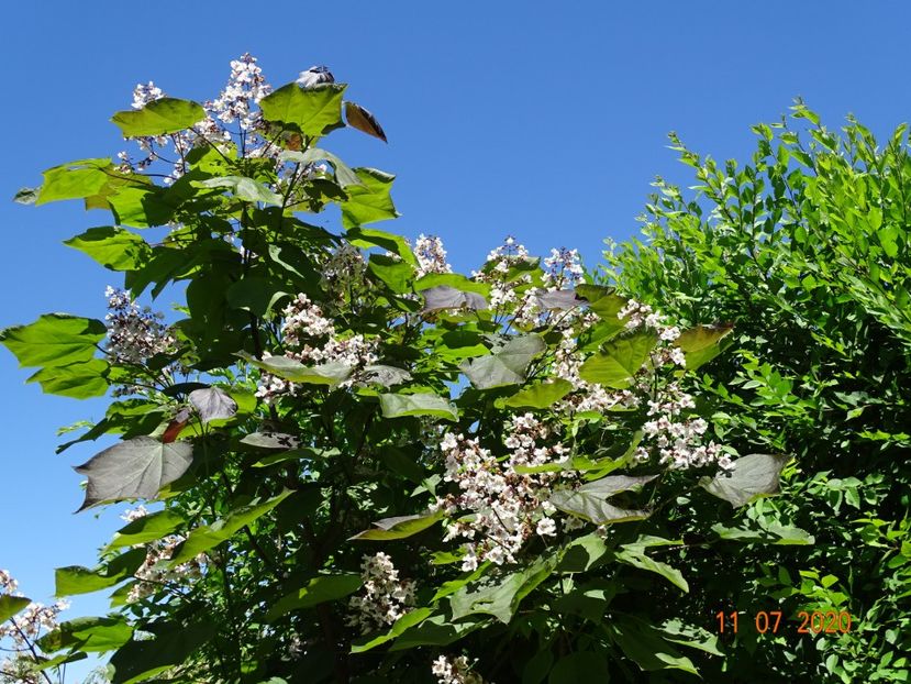 catalpa purpurea - Dobarland 2020 5