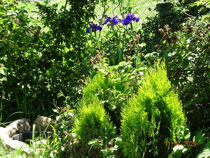 thuja Aurea Nana, iris ensata - Dobarland 2020 5