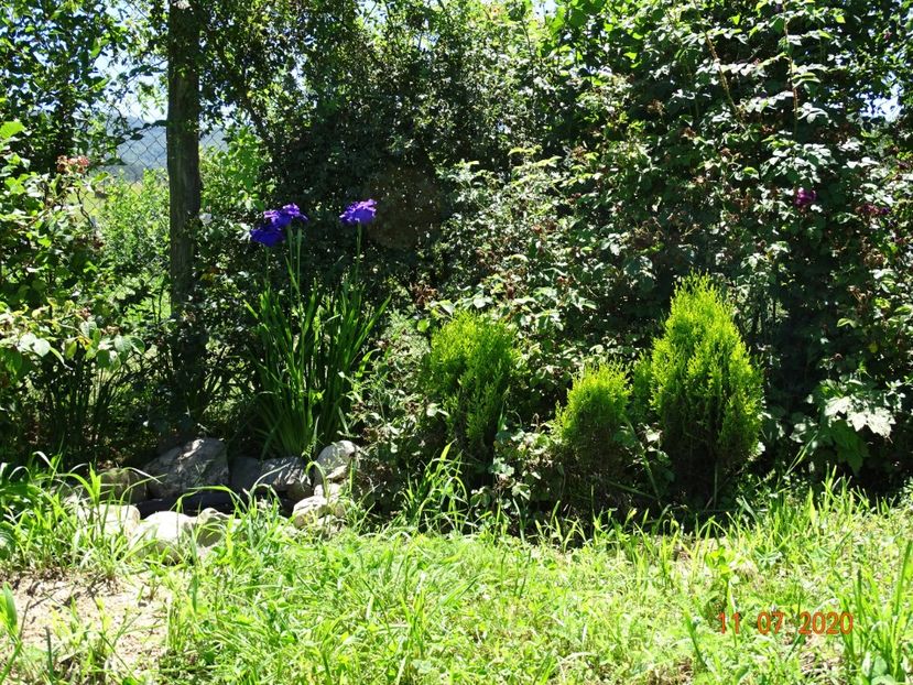 thuja Aurea Nana, iris ensata - Dobarland 2020 5