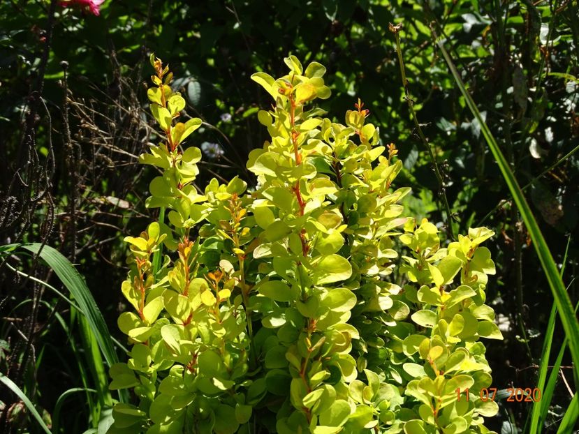 berberis Golden Rocket - Dobarland 2020 5