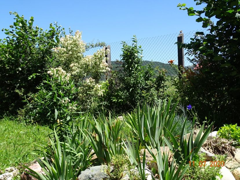 acer negundo Flamingo - Dobarland 2020 5