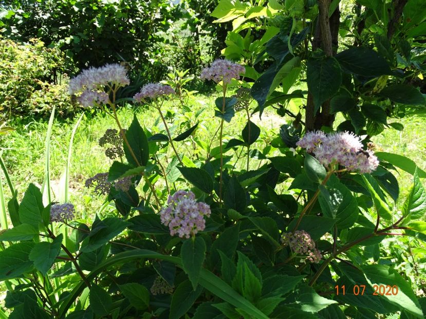 hydrangea arb. Pink Pincushion - Dobarland 2020 5